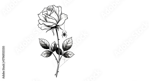 Elegant monochrome rose with delicate spider and web detail for tattoo design