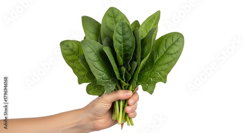 Hand holding fresh spinach leaves against white background.