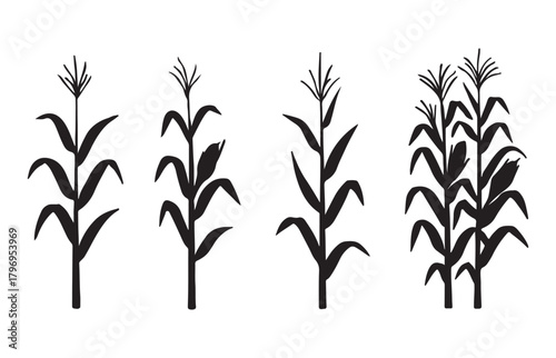Collection of four stylized black silhouettes of mature corn stalks with tassels and leaves on a white background