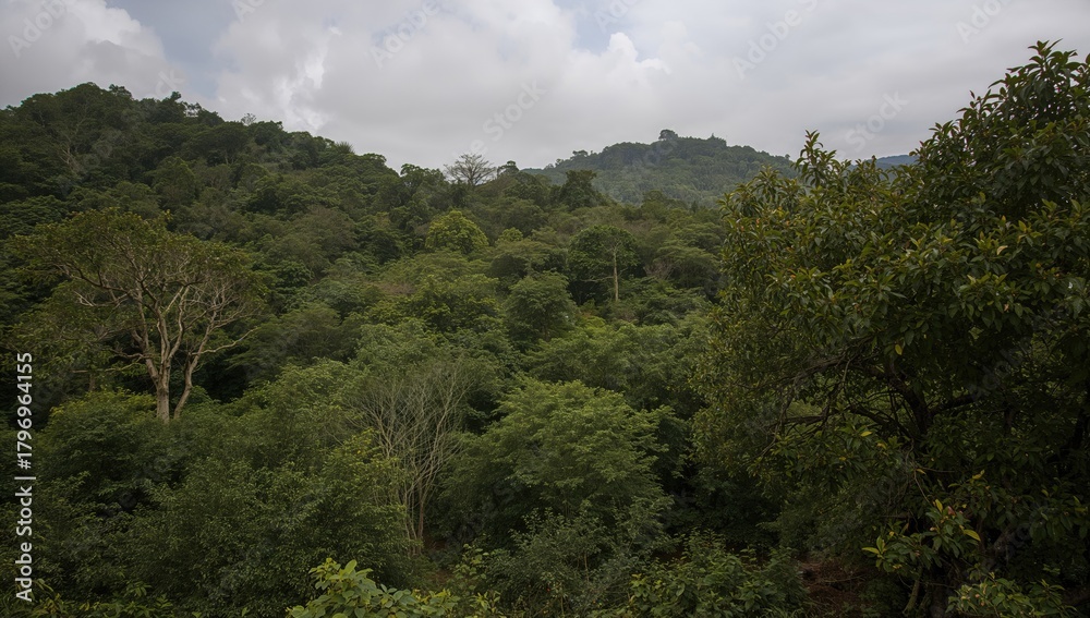 Obraz premium Nature photography featuring lush greenery and trees, seasonal change