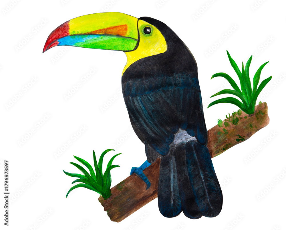 Obraz premium Toucan bird painted with acrylic paints on a white background.