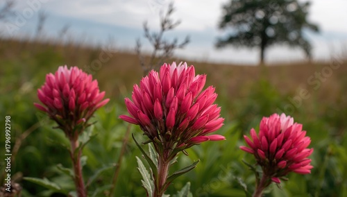 Close-up of red clover blossoms, beneficial for pollinators