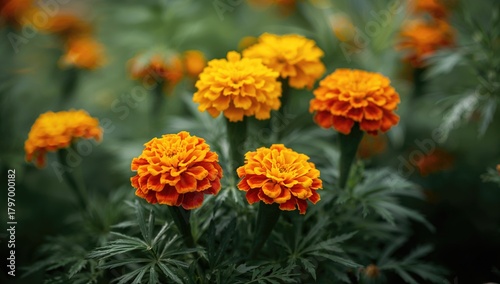 Fototapeta Naklejka Na Ścianę i Meble -  Ornamental flowers thriving in a garden, vibrant flora and gardening theme, seasonal change