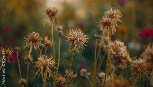Fototapeta Naklejka Na Ścianę i Meble -  Closeup of desiccated flowers in a garden, highlighting seasonal change