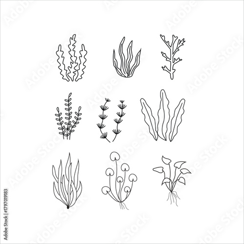 
Vector set of seaweeds linear illustration