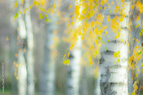  A blurry autumnal scene. Yellow leaves of white birch trees.