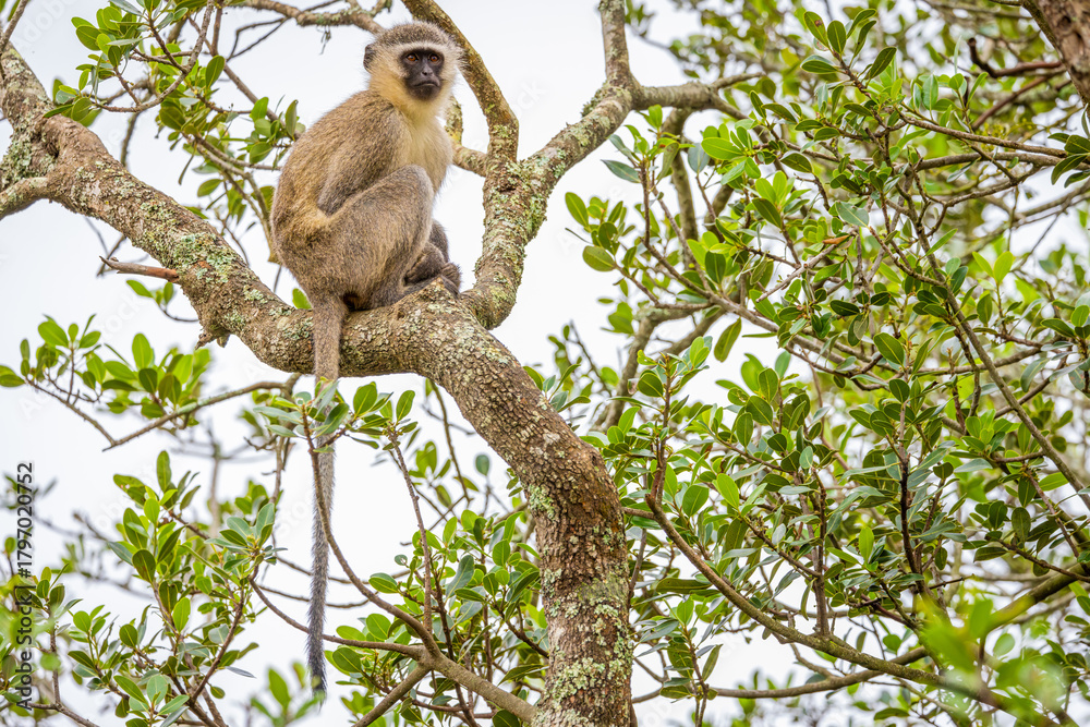 Fototapeta premium Vervet monkey (Chlorocebus pygerythrus) in a tree, Addo Elephant National Park, South Africa.