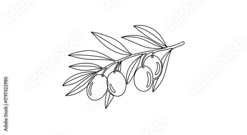 Vector illustration of olive branch with olives in continuous line drawing