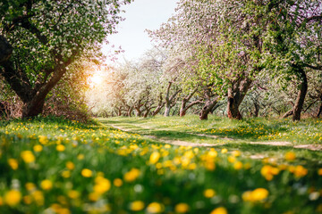 Leinwandbilder Wartezimmer Blühender Obstgarten im Frühling  © Leonid Tit