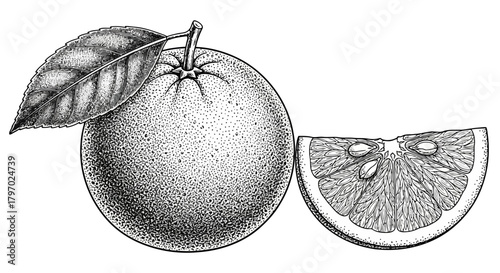 Vector illustration of handdrawn illustration of a whole orange with a leaf and a slice