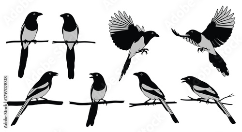 Collection of magpie silhouettes in various poses, perched, flying, and calling