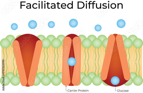 Facilitated Diffusion Process in Cell Membrane Vector Illustration