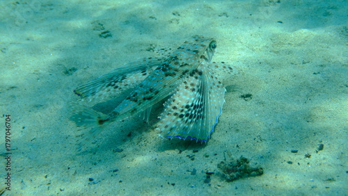 Fototapeta Naklejka Na Ścianę i Meble -  Flying gurnard or helmet gurnard (Dactylopterus volitans) undersea, Aegean Sea, Greece, Halkidiki, Pirgos beach