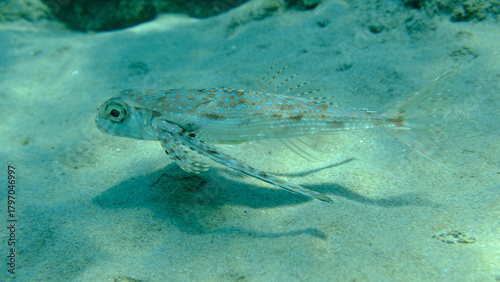 Fototapeta Naklejka Na Ścianę i Meble -  Flying gurnard or helmet gurnard (Dactylopterus volitans) undersea, Aegean Sea, Greece, Halkidiki, Pirgos beach