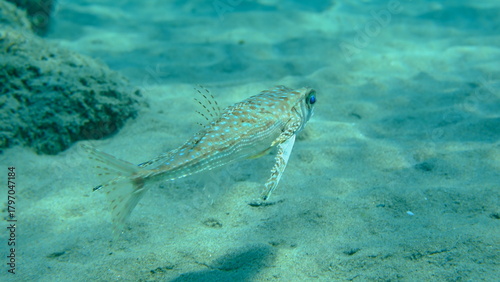 Fototapeta Naklejka Na Ścianę i Meble -  Flying gurnard or helmet gurnard (Dactylopterus volitans) undersea, Aegean Sea, Greece, Halkidiki, Pirgos beach
