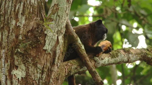 monkey eats foliage, monkey feasts on leaves while howler eagerly consumes ripe and juicy fruits nearby