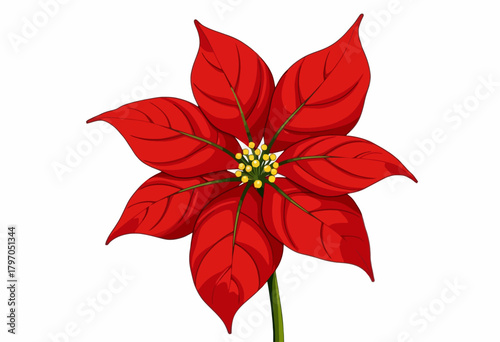 Vibrant Red Poinsettia Flower Blooming with Lush Petals and Bright Yellow Center on a Delicate Green Stem Against a Clean White Background