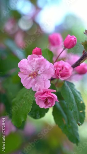 Vertical video of  delicate pink blossoms on branch of apple tree in may , camera zooms in to reveal intricate floral details