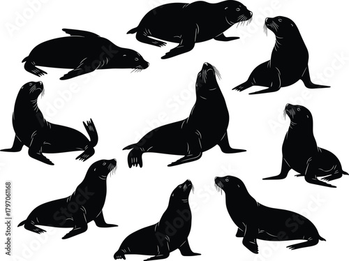 Sea Lion Collection Set Silhouettes Vector Illustration Engraving Style Drawing Graphic Art Design Outline Sketch Symbol Isolated on White.