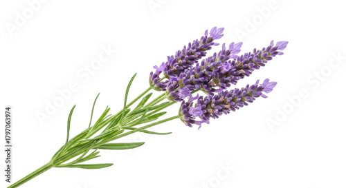 Canvas Print Isolated sprig of lavender in full flower on a single stem with leaves and bloss