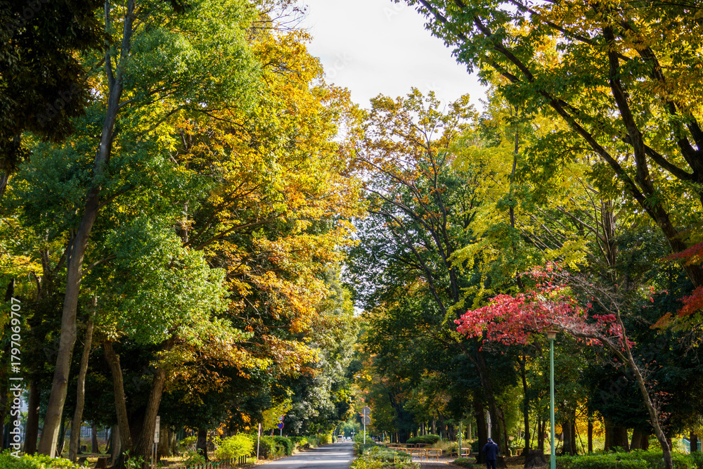 Naklejka premium 紅葉したさまざまな街路樹の木々