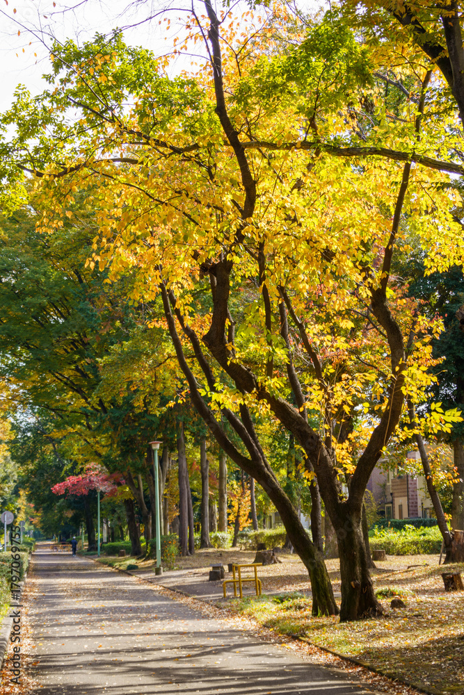 Naklejka premium 紅葉したさまざまな街路樹の木々