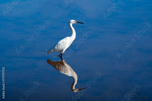 Photos garza contemplando en su habitad con el reflejo en el agua