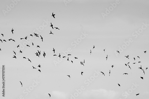 Tableau sur toile bandada de pájaros volando