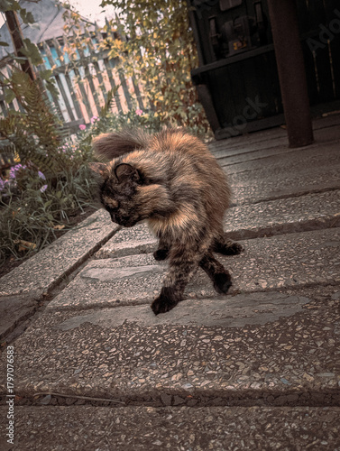 Fluffy Tortoiseshell Cat Standing on Rustic Wooden Porch