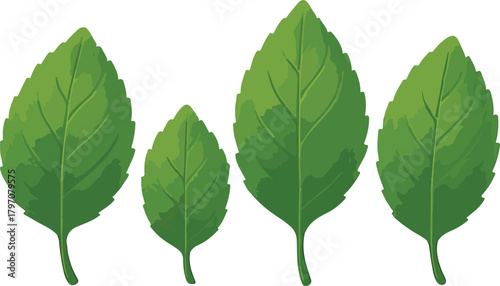 Four Green Leaves of Varying Sizes leaf plant