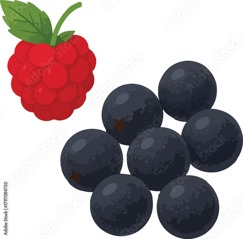 Red raspberry and dark berries illustration vector