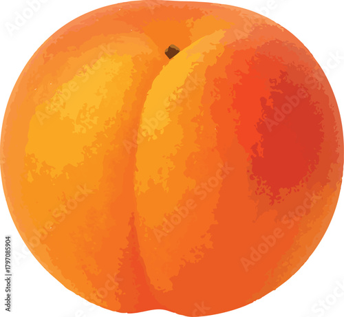 Single ripe apricot with textured orange and red skin