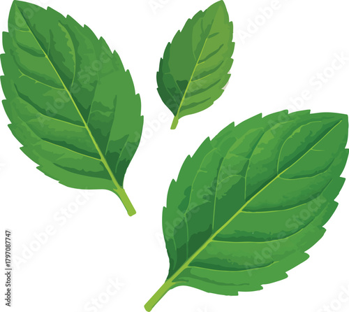 Three green mint leaves on white background green leaves