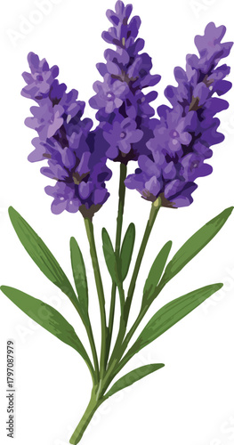 Three purple lavender flower spikes with green leaves