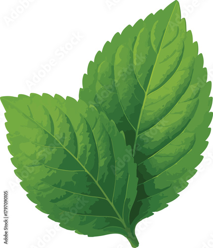 Two green mint leaves with serrated edges leaf herb