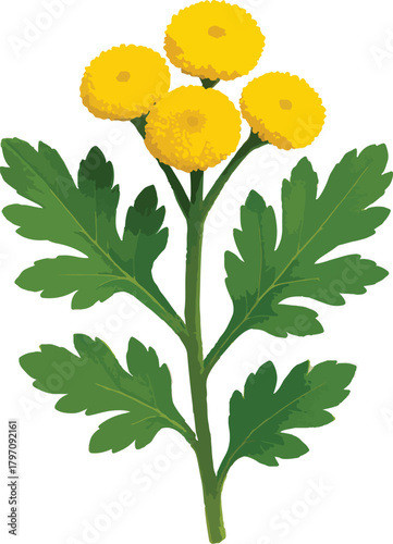 Yellow Chrysanthemum Flowers with Green Leaves yellow flower