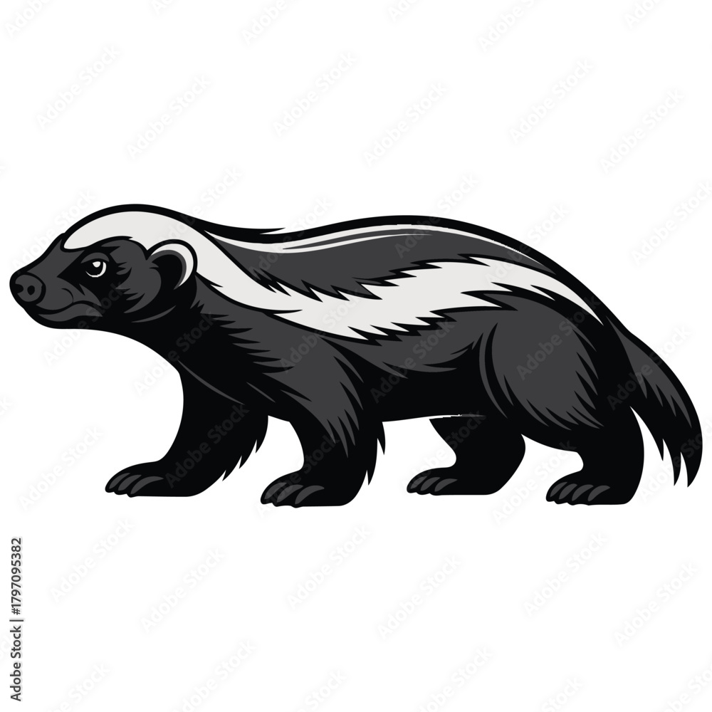 Obraz premium honey badger