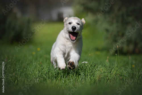 Portrait of a playful puppy of pedigreed Golden Retriever dog is running in a green park 