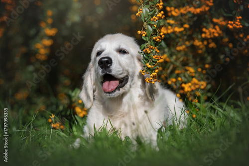 Adorable Golden Retriever Puppy Dog with a Happy Smile Lying Down on Green Grass in a Park.