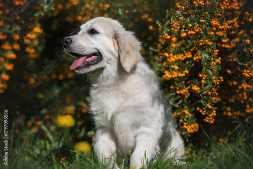 dog puppy golden retriever dog walks in the park in the summer in nature 