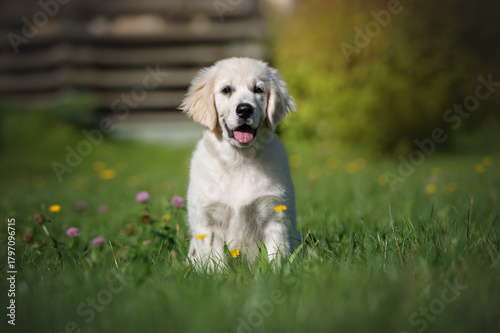Golden Retriever Puppy Dog Sitting in  Green Grass in an Outdoor Park Setting.
