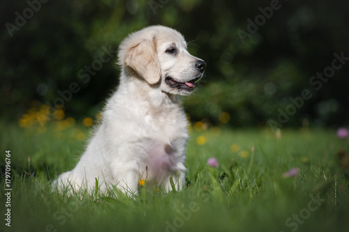Portrait of a Golden retriever puppy stting  on the grass at an outdoor garden