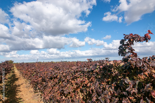 Canvas Print manduria is a city in Puglia famous for Primitivo di Manduria, one of Italy's most celebrated red wines