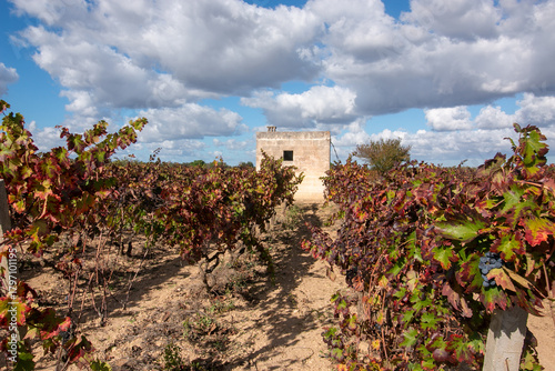 Fotografi manduria is a city in Puglia famous for Primitivo di Manduria, one of Italy's most celebrated red wines