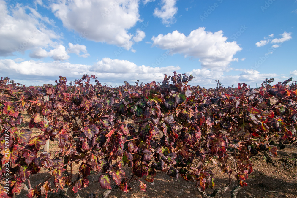 Φωτογραφία manduria is a city in Puglia famous for Primitivo di Manduria, one of Italy's most celebrated red wines