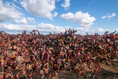 Photography manduria is a city in Puglia famous for Primitivo di Manduria, one of Italy's most celebrated red wines