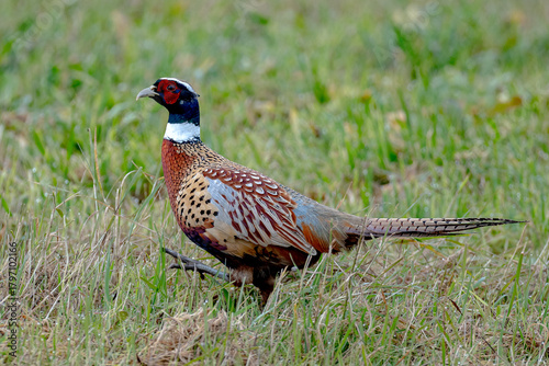 Pheasant