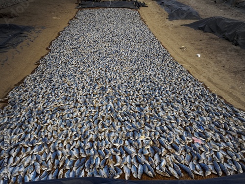 drying fish