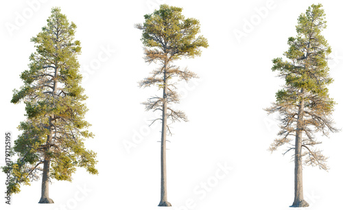Картината върху платно Pinus contorta tree, front view, cutout, transparent background, isolate, Majest