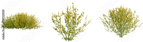 Spartium juneceum tree, front view, cutout, transparent background, isolate, Vibrant yellow blooming bush with delicate green leaves, perfect for nature scenes